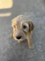 Silas, a male Golden Mountain Doodle for sale in Livonia, MI – Photo 2 of 2