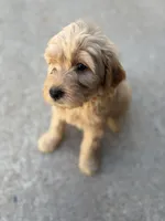 Daisy , a female Golden Mountain Doodle for sale in Livonia, MI – Photo 2 of 2