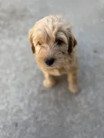 Daisy , a female Golden Mountain Doodle for sale in Livonia, MI – Photo 1 of 2