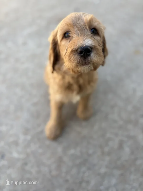 Rusty – Golden Mountain Doodle puppy for sale in Westland, MI