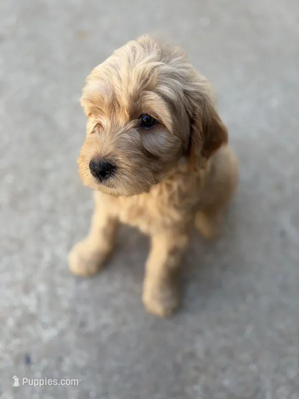 Daisy, a female Golden Mountain Doodle for sale in Livonia, MI – Photo 1 of 2