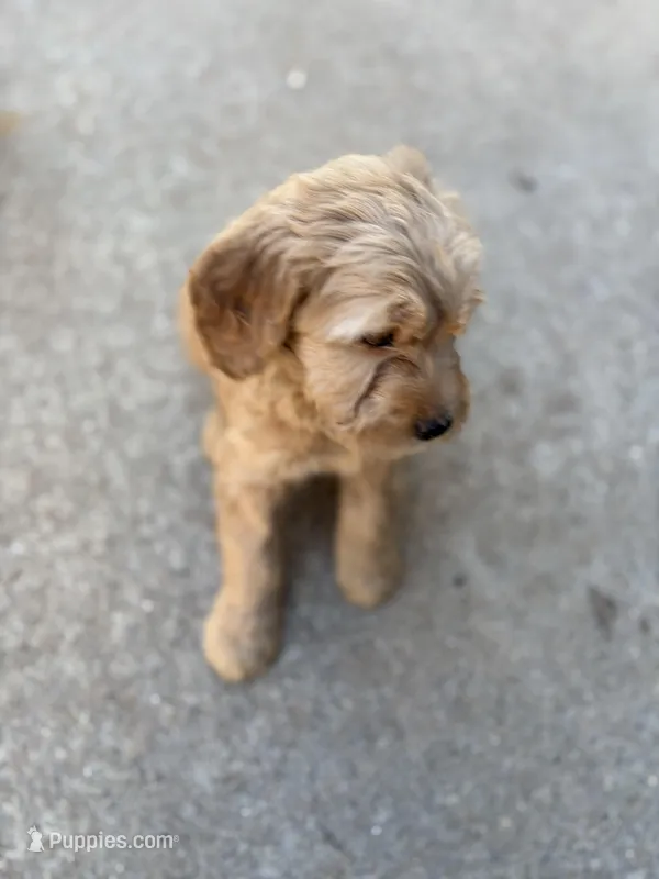 Daisy – Golden Mountain Doodle puppy for sale in Westland, MI