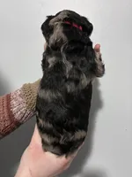 Blaze, a male Golden Mountain Doodle for sale in Westland, MI – Photo 2 of 2