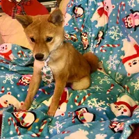 Charlz mini, a male Shiba Inu for sale in Tampa, FL – Photo 7 of 10