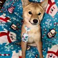Charlz mini, a male Shiba Inu for sale in Tampa, FL – Photo 5 of 10