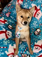 processed/4adc2b93-dd41-4f06-b074-ccef1747b862/listing/14f12c69-1952-40a4-85fb-f1594e48b020/4e8f2d80-2947-459c-84fd-185c4e2bbda4