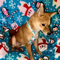 Charlz mini, a male Shiba Inu for sale in Tampa, FL – Photo 2 of 10