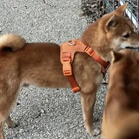 Charlz mini, a male Shiba Inu for sale in Tampa, FL – Photo 10 of 10