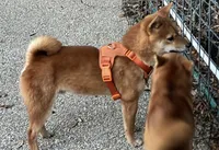 processed/4adc2b93-dd41-4f06-b074-ccef1747b862/listing/14f12c69-1952-40a4-85fb-f1594e48b020/994fe688-51b4-4e92-ba6f-8e3f35909208