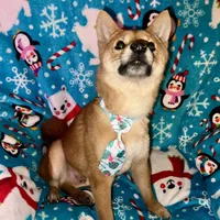 Charlz mini, a male Shiba Inu for sale in Tampa, FL – Photo 3 of 10