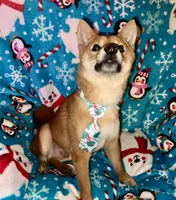 processed/4adc2b93-dd41-4f06-b074-ccef1747b862/listing/14f12c69-1952-40a4-85fb-f1594e48b020/9b2d779d-c12f-408a-bf51-bdcdc15831b0