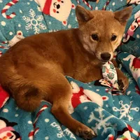 Charlz mini, a male Shiba Inu for sale in Tampa, FL – Photo 6 of 10