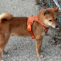 Charlz mini, a male Shiba Inu for sale in Tampa, FL – Photo 1 of 10