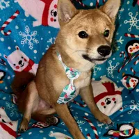 Charlz mini, a male Shiba Inu for sale in Tampa, FL – Photo 4 of 10