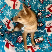 Charlz mini, a male Shiba Inu for sale in Tampa, FL – Photo 9 of 10