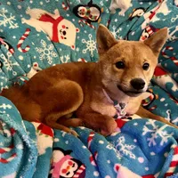 Charlz mini, a male Shiba Inu for sale in Tampa, FL – Photo 8 of 10