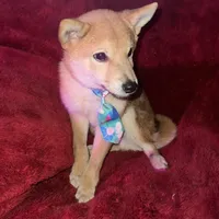 mini champ, a male Shiba Inu for sale in Tampa, FL – Photo 1 of 4