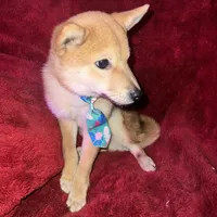 mini champ, a male Shiba Inu for sale in Tampa, FL – Photo 4 of 4