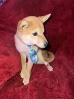 processed/4adc2b93-dd41-4f06-b074-ccef1747b862/listing/651b2c7b-30f8-4e3b-a8eb-407d7e142d74/1a79bd10-4ec5-4393-b7a1-3c7c8c5cf42e