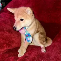mini champ, a male Shiba Inu for sale in Tampa, FL – Photo 2 of 4