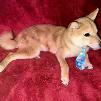 mini champ, a male Shiba Inu for sale in Tampa, FL – Photo 3 of 4