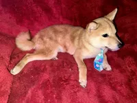 processed/4adc2b93-dd41-4f06-b074-ccef1747b862/listing/651b2c7b-30f8-4e3b-a8eb-407d7e142d74/cda6cc4f-b614-42ae-9cae-f051949ec41f