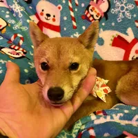 Razzle mini, a female Shiba Inu for sale in Tampa, FL – Photo 7 of 10