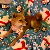 Razzle mini, a female Shiba Inu for sale in Tampa, FL – Photo 9 of 10