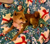 processed/4adc2b93-dd41-4f06-b074-ccef1747b862/listing/89deec54-f208-4ca7-a912-cdcb4ab2b5aa/40520433-a1dc-46ab-9531-16947b5f9ab2