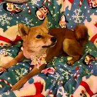 Razzle mini, a female Shiba Inu for sale in Tampa, FL – Photo 1 of 10