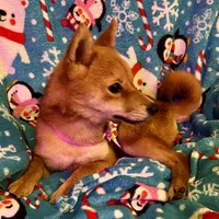 Razzle mini, a female Shiba Inu for sale in Tampa, FL – Photo 3 of 10