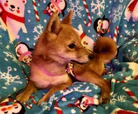 processed/4adc2b93-dd41-4f06-b074-ccef1747b862/listing/89deec54-f208-4ca7-a912-cdcb4ab2b5aa/88eab11d-a22c-4e75-a23e-70779350cedf