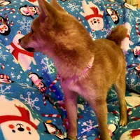 Razzle mini, a female Shiba Inu for sale in Tampa, FL – Photo 6 of 10
