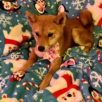 Razzle mini, a female Shiba Inu for sale in Tampa, FL – Photo 4 of 10