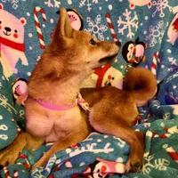 Razzle mini, a female Shiba Inu for sale in Tampa, FL – Photo 2 of 10