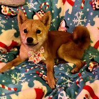 Razzle mini, a female Shiba Inu for sale in Tampa, FL – Photo 5 of 10