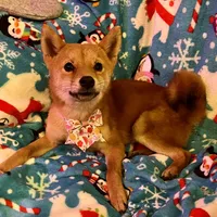 Razzle mini, a female Shiba Inu for sale in Tampa, FL – Photo 10 of 10