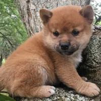 Mini Punkster, a male Shiba Inu for sale in Tampa, FL – Photo 4 of 5