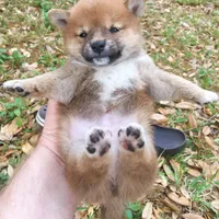 Mini Punkster, a male Shiba Inu for sale in Tampa, FL – Photo 5 of 5