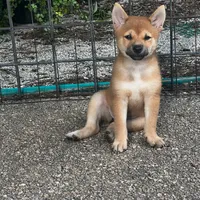 Mini Punkster, a male Shiba Inu for sale in Tampa, FL – Photo 1 of 5