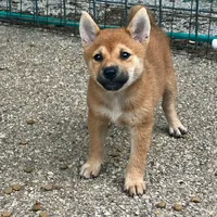 Mini Punkster, a male Shiba Inu for sale in Tampa, FL – Photo 2 of 5