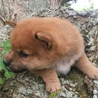 Mini Punkster, a male Shiba Inu for sale in Tampa, FL – Photo 3 of 5