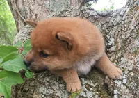 processed/4adc2b93-dd41-4f06-b074-ccef1747b862/listing/9e6a1a0c-87c4-42f5-a469-bd5987f21da2/dcfa14dd-7376-43bd-9769-4a0c6aeef273