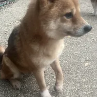 Coral, a female Shiba Inu for sale in Tampa, FL – Photo 3 of 6