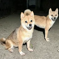 Coral, a female Shiba Inu for sale in Tampa, FL – Photo 5 of 6