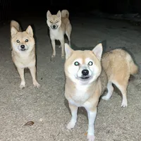 Coral, a female Shiba Inu for sale in Tampa, FL – Photo 6 of 6