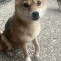 Coral, a female Shiba Inu for sale in Tampa, FL – Photo 2 of 6