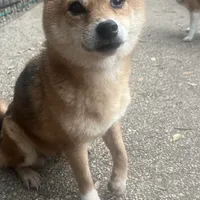 Coral, a female Shiba Inu for sale in Tampa, FL – Photo 1 of 6