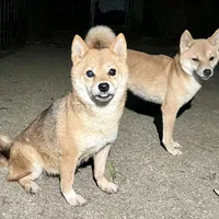 Coral, a female Shiba Inu for sale in Tampa, FL – Photo 4 of 6