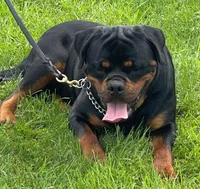 Huge Heads, a male Rottweiler for sale in Fulton, NY – Photo 1 of 6